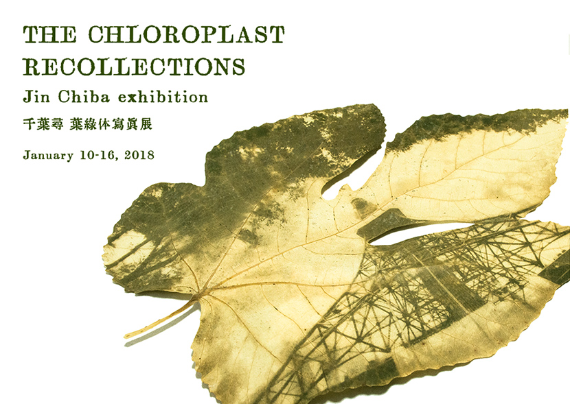 THE CHLOROPLAST RECOLLECTIONS Jin Chiba exhibition